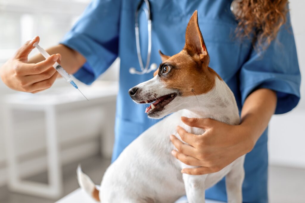 Dog gets vaccination from vet